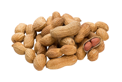 Zemesrieksti čaulā